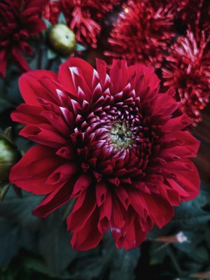 Red Dahlia